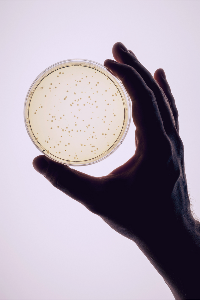 hand holding petri dish with probiotic bacteria growing