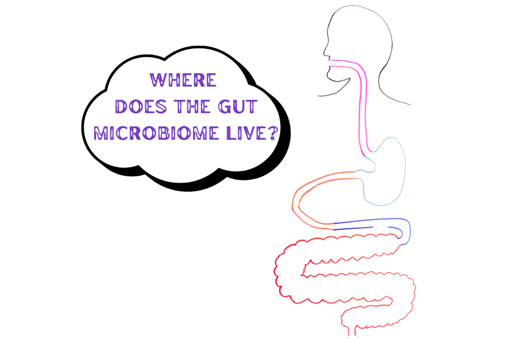 Where Does the Gut Microbiome Live?